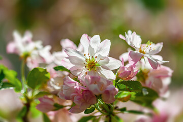 Fototapeta premium Blooming cherry blossoms adorned with delicate pink and white petals in spring sunshine