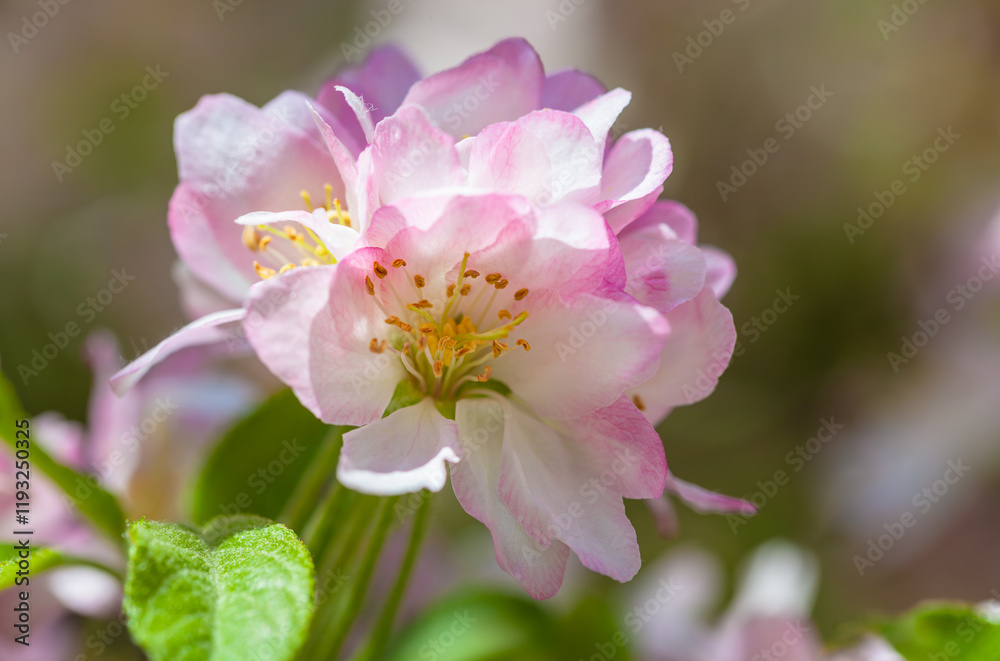 Canvas Prints Blooming pink blossoms usher in the warmth of spring in a vibrant natural setting