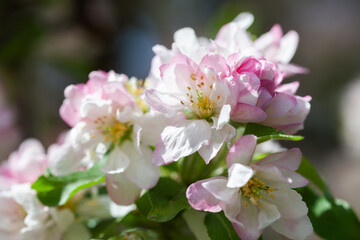 Blooming apple blossoms in a vibrant spring garden