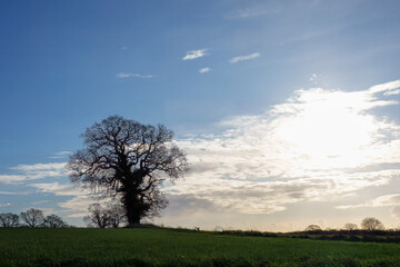 Obraz premium old tree in a field with pretty sky and clouds in the background winter scene