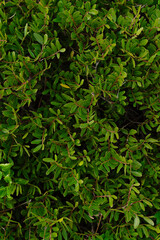 Obraz premium green leaves background
