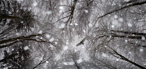 Blick in die Baumkronen im Winter bei Schneefall 