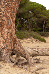 sequoia sanctuary Greece