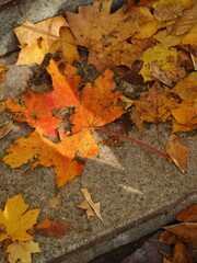 yellow and orange leaves. autumn. light