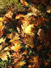 maple leaves on green grass. yellow leaves in autumn