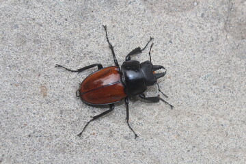 stag beetle