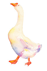 Watercolor Hand-Painted and Hand-Drawn Goose Duck isolated Illustration – Ideal for Easter, Spring Decor, Stickers, Prints, Nursery, Scrapbooking, Invitations, Wall Art, Posters PNG