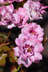 The Beautiful large pinc color and a varietal rose