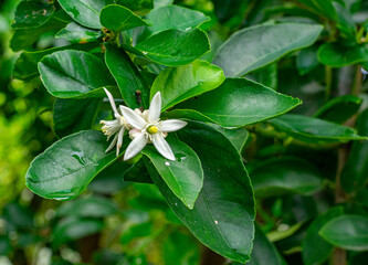flor branca do limão