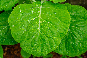 folha de couve com gotas de &aacute;gua
