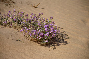 Valdevaqueros Dune in Tarifa, Strait of Gibraltar, Spain