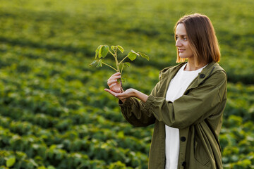 Agriculture environmental protection. Female farmer holds in hands soybean plant at soya field....