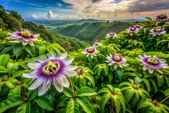 Aerial View of Giant Granadilla Flowers, Osa Peninsula, Costa Rica
