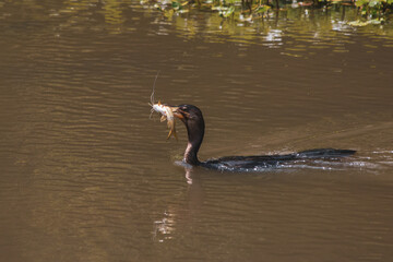 Bigua nadando con pescado en la boca