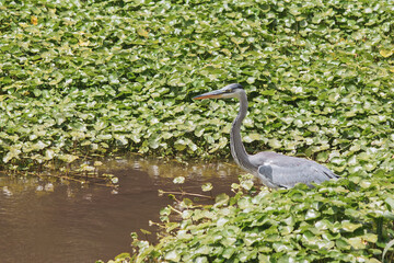 Garza entre la vegetación en la laguna