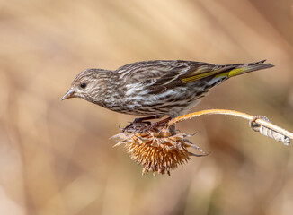 Pine Siskin