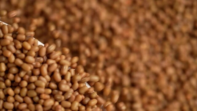 Macro video of mat bean or matki on rotating disc. Close up of moth or dew beans.