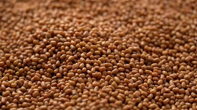 Macro video of mat bean or matki on rotating disc. Close up of moth or dew beans.