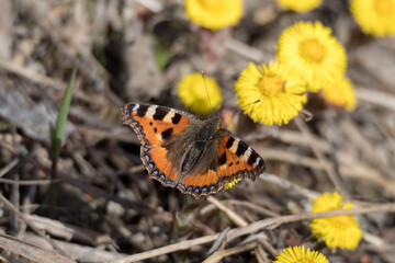 butterfly on the first flowers