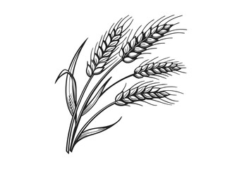 Vintage Wheat Ear Woodcut Engraving Style Vector Illustration with Intricate Hand-Drawn Details