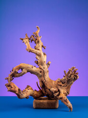 Close-up of wooden driftwood for aquarium or terrarium  on purple background