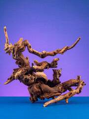 Close-up of wooden driftwood for aquarium or terrarium  on purple background