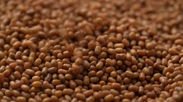 Macro video of mat bean or matki on rotating disc. Close up of moth or dew beans.