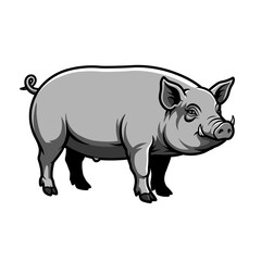 Fototapeta premium A grey pig standing on all fours, depicted in a classic, illustrative style. The pig has a contented expression. 