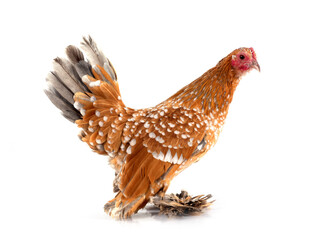 Booted Bantam in studio