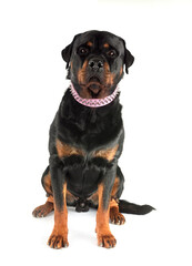 Obraz premium rottweiler in studio