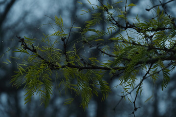 Moody landscape in Texas with mesquite tree branch.