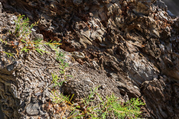 Small lizard among the stones on the beach