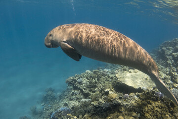 Obraz premium Dugong (Dugong dugon) near coral reef at blue tropical sea. Sea cow.