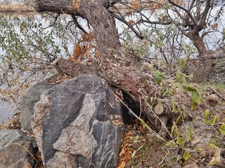 old willow tree leaning over water, stones