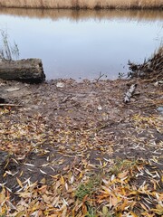 autumn, river bank, dry leaves, reeds