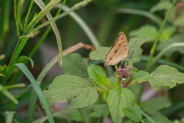 Butterfly on green leaf, nature background, Landscape