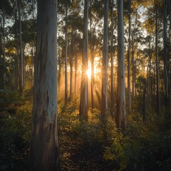 Fototapeta premium Stunning Eucalyptus Forest Bathed in Warm Sunlight Rays