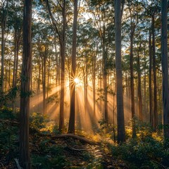 Fototapeta premium Ethereal Sunlight Streaming Through Lush Eucalyptus Forest Canopy