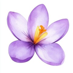 Fototapeta premium Watercolor painting of a purple flower nature scene artistic piece botanical garden close-up floral inspiration, isolated on white background