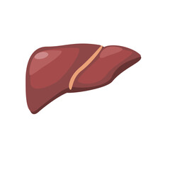 Realistis liver anatomi structure. Vector hepatic system organ, digestive gallbladder organ. Human liver illustration 