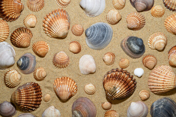 Un fondo de arena con conchas y almejas marinas.