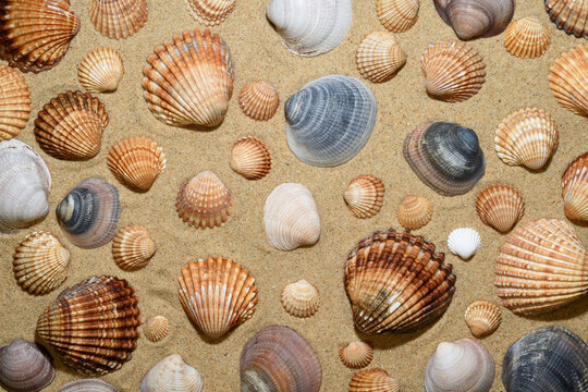 Un fondo de arena con conchas y almejas marinas.