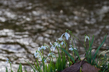 Obraz premium White bell shaped flowers of Snowdrops Galanthus nivalis on the river bank with the water blurred in the background