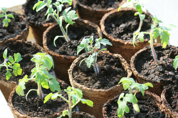 Gardening concept .Young tomato seedling sprouts in the peat pots.