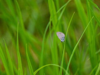 Small Blue Butterfly on Grass Stem