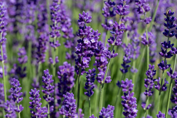 Beautiful Lavender Field with Purple Flowers in Natural Daylight