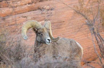 Desert Bighorn Sheep Ram in Nevada