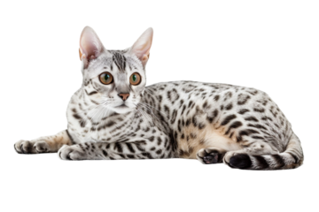 Striking Spotted Egyptian Mau Cat Isolated on Transparent Background
