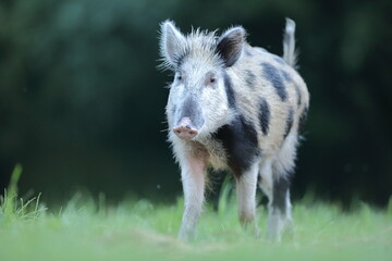 Dzik euroazjatycki, dzik, (Sus scrofa)