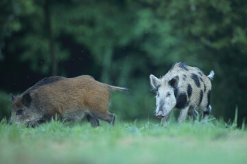Dzik euroazjatycki, dzik, (Sus scrofa) © Bartosz Rakoczy